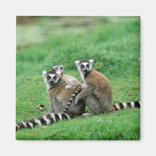 Aimant Afrique, Madagascar, Antananarivo, Tsimbazaza