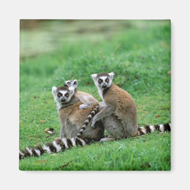 Aimant Afrique, Madagascar, Antananarivo, Tsimbazaza (Devant)