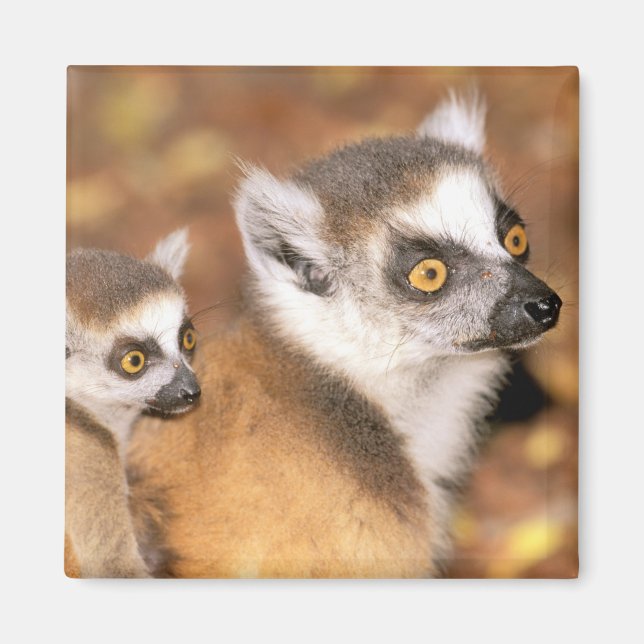 Aimant Afrique, Madagascar, Berenty Private Reserve. (Devant)