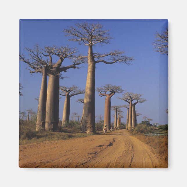 Aimant Afrique, Madagascar, Morondava, avenue Baobab. (Devant)