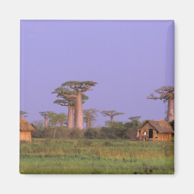 Aimant Afrique, Madagascar, Morondava. Baobabs (Devant)