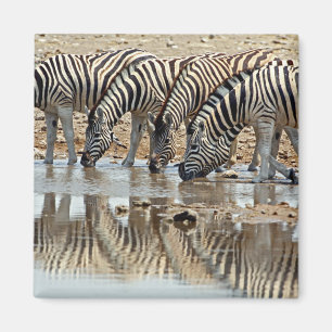 Aimant Afrique, Namibie, Etosha NP. Zèbre de Burchell