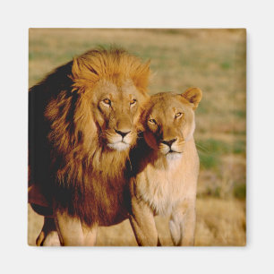 Aimant Afrique, Namibie, Okonjima. Lion & lionne
