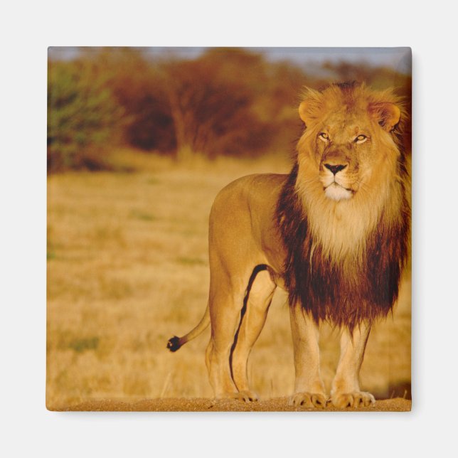 Aimant Afrique, Namibie, Okonjima. Lion solitaire mâle (Devant)