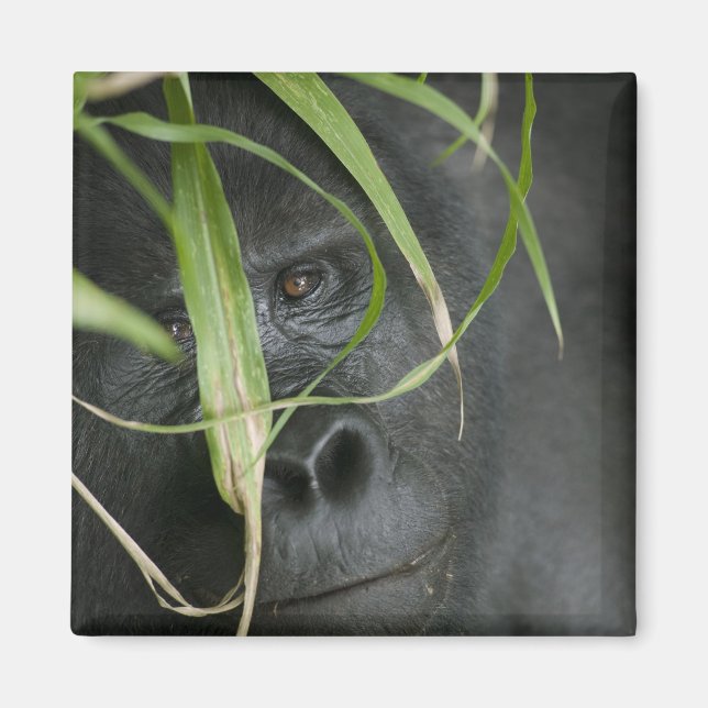 Aimant Afrique, Ouganda, Bwindi (Devant)