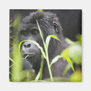 Aimant Afrique Ouganda, Bwindi