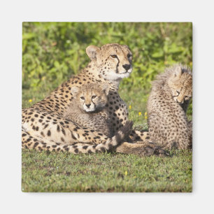 Aimant Afrique. Tanzanie. Cheetah mère et petits 2