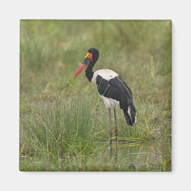 Aimant Afrique. Tanzanie. Cigogne à Saddle-billed mâle (Devant)