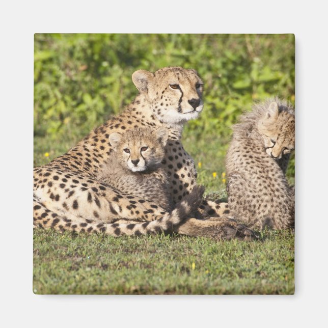Aimant Afrique. Tanzanie. Guépère mère et petits 2 (Devant)