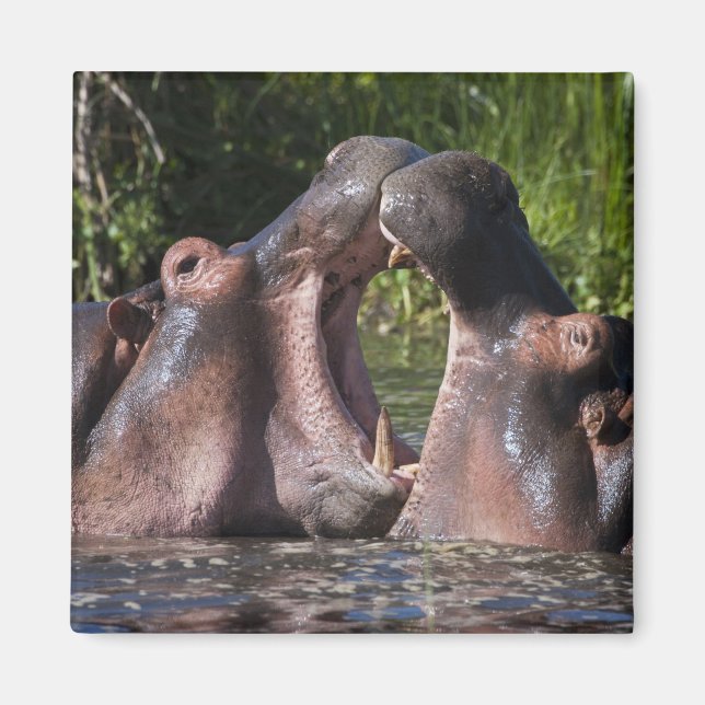 Aimant Afrique. Tanzanie. Hippopotame en combat (Devant)