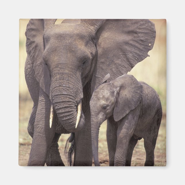 Aimant Afrique, Tanzanie, Parc national de Tarangire. 2 (Devant)