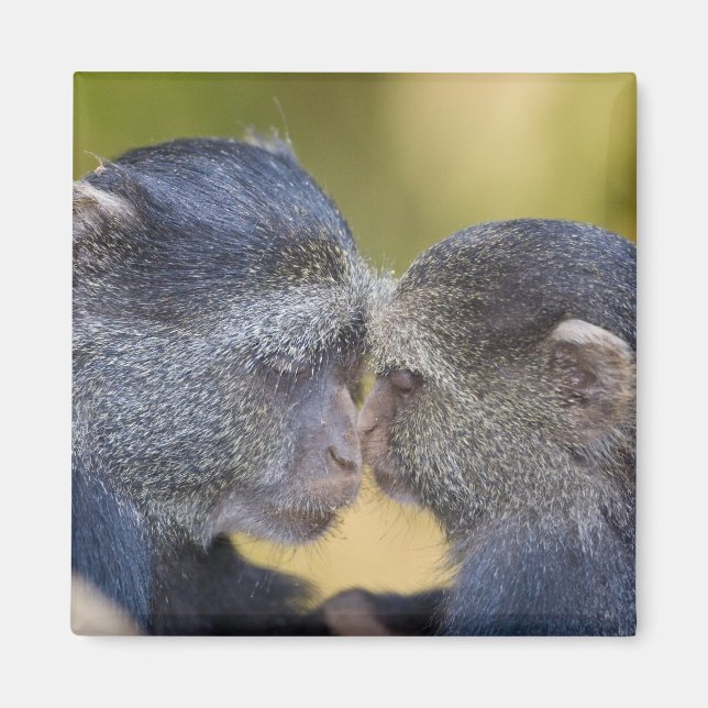 Aimant Afrique. Tanzanie. Singe bleu mère avec jeune (Devant)