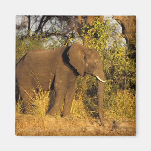 Aimant Afrique, Zimbabwe, Parc national des chutes Victor