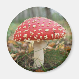 Aimant Agaric rouge mouche
