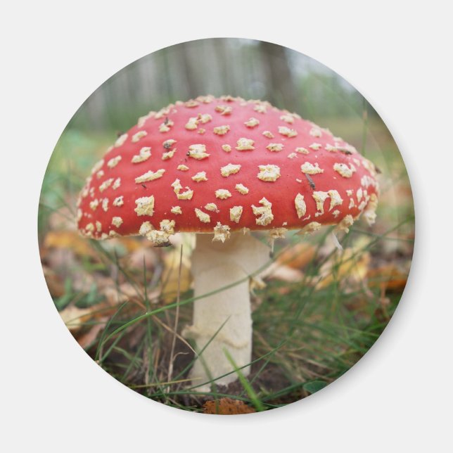 Aimant Agaric rouge mouche (Devant)