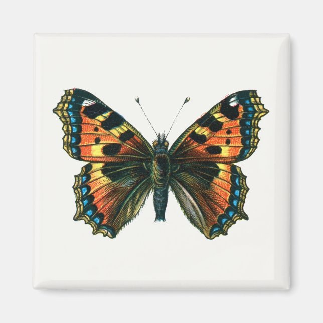 Aimant Aglais urticae - Le Petit Papillon Tortoiseshell (Devant)