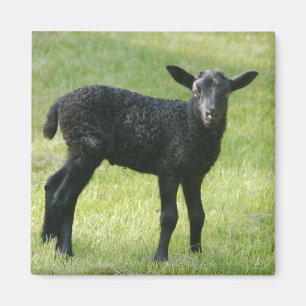 Aimant Agneau d'aimant de moutons du Gotland