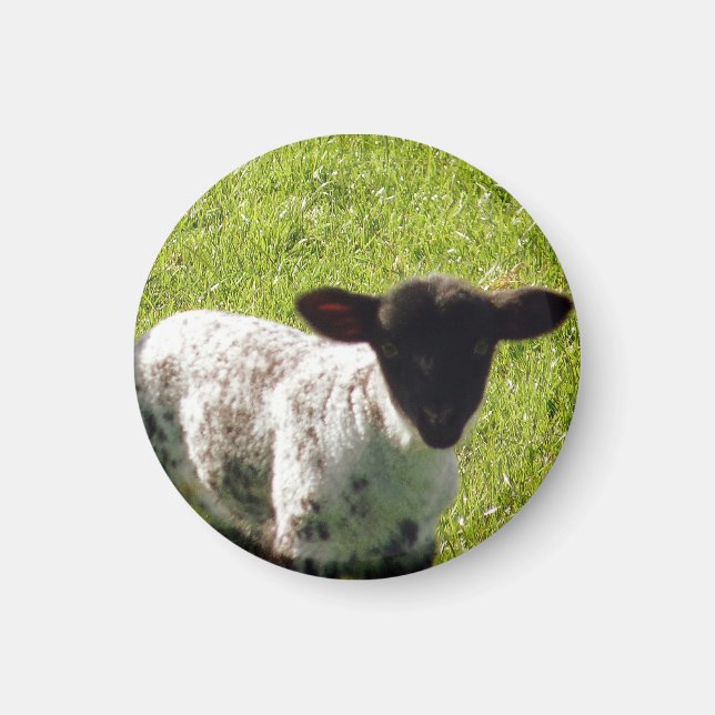 Aimant Agneau de printemps mignon (Devant)