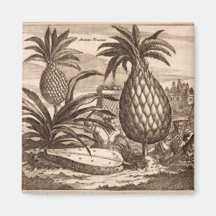 Aimant Agriculture de grands ananas, illustration d'un