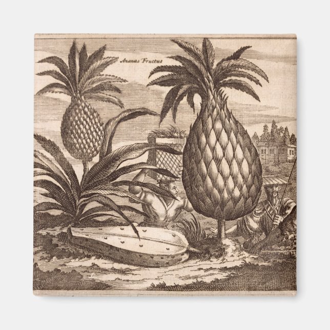 Aimant Agriculture de grands ananas, illustration d'un de (Devant)