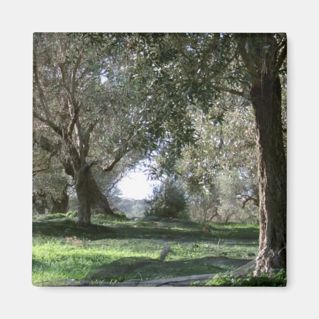 Aimant Agrumes d'olive (Devant)