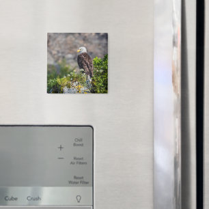 Aimant Aigle bald assis sur l'aimant rocheux