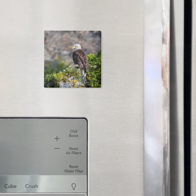 Aimant Aigle bald assis sur l'aimant rocheux (In situ (réfrigérateur))