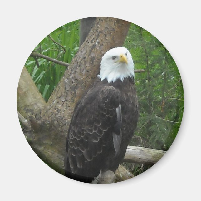 Aimant Aigle chauve incroyable (Devant)