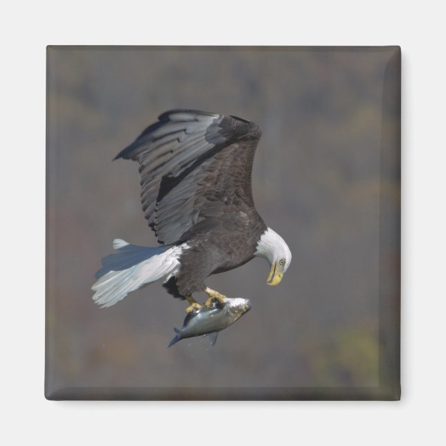 Aimant Aigle chauve regardant un poisson (Devant)