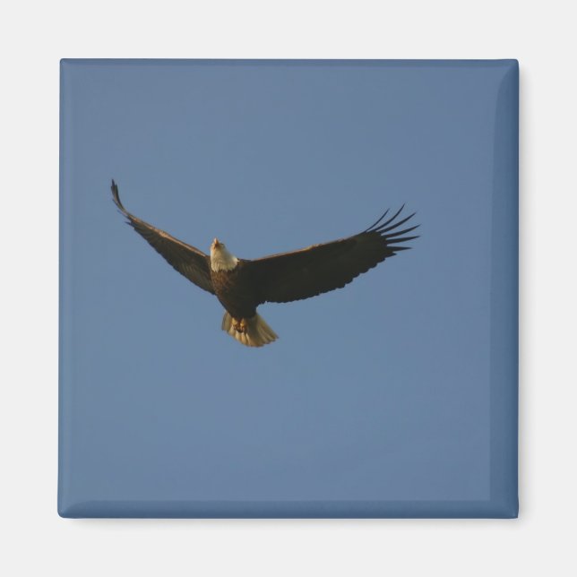 Aimant Aigle de Bald (Devant)