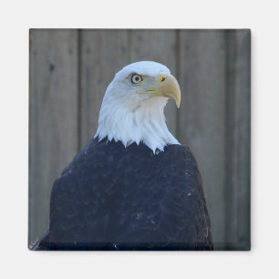 Aimant Aigle de Bald