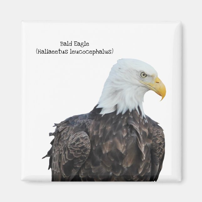 Aimant Aigle de Bald (Devant)