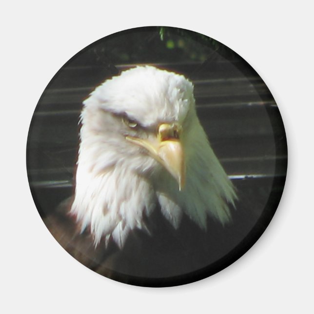 Aimant Aigle de Bald (Devant)