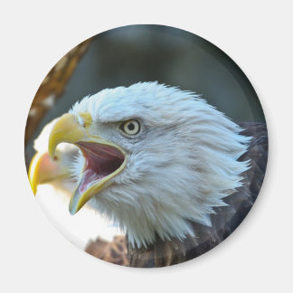 Aimant Aigle de Bald
