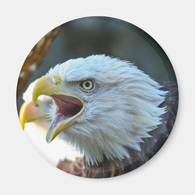 Aimant Aigle de Bald (Devant)