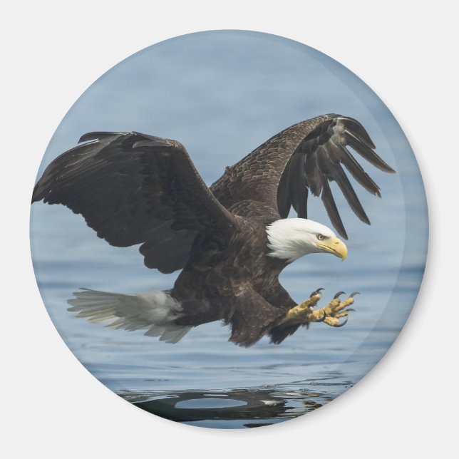 Aimant Aigle en approche (Devant)