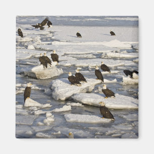 Aimant Aigle, Haliaeetus leucocephalus, Homer, 2