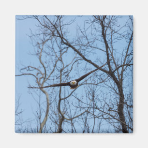 Aimant Aigle tout droit
