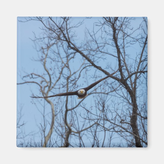 Aimant Aigle tout droit (Devant)