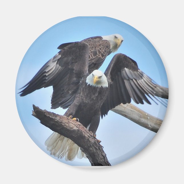 Aimant Aigles chauds (Devant)