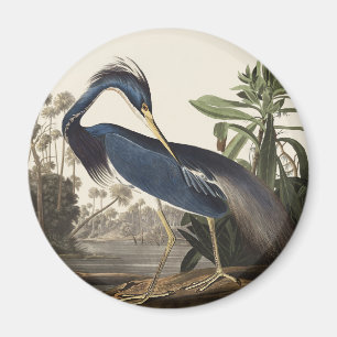 Aimant Aigrette de Louisiane, oiseau, Art vintage d'Audub