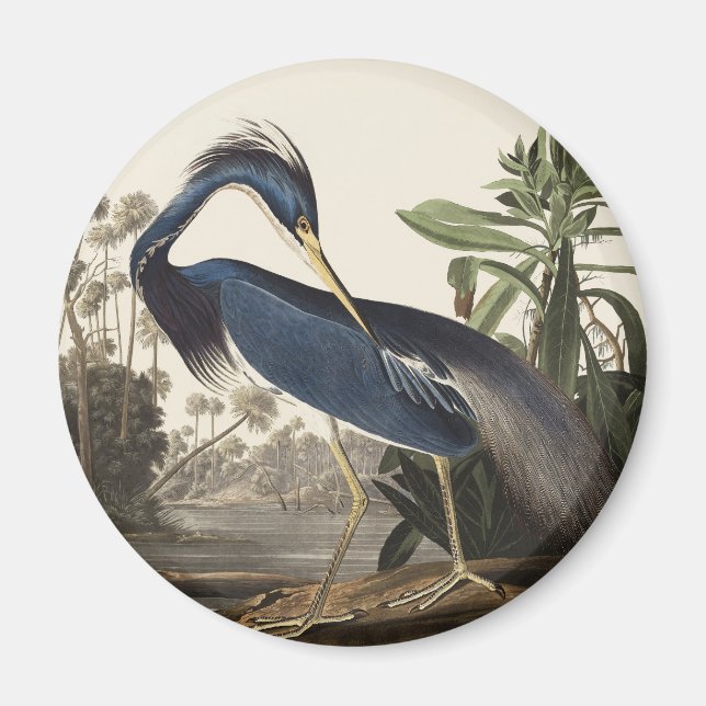 Aimant Aigrette de Louisiane, oiseau, Art vintage d'Audub (Devant)