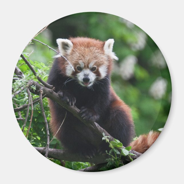 Aimant Ailurus fulgens (Devant)