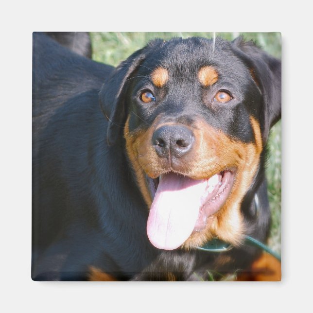 Aimant Aimable Carré Rottweiler (Devant)