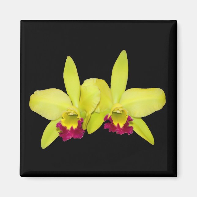 Aimant Aimant, carré, 2 cattleyas jaune-vert (Devant)