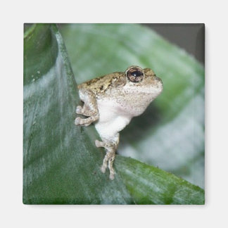 Aimant 'Aimant de grenouille frigo