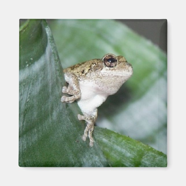 Aimant 'Aimant de grenouille frigo (Devant)