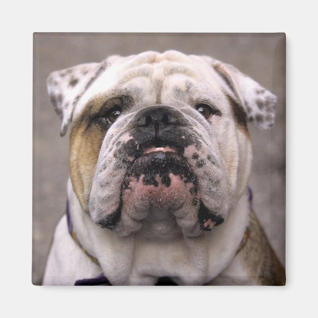 Aimant Aimer Anglais Bulldog Chien Chien Chien Chien Chie (Devant)