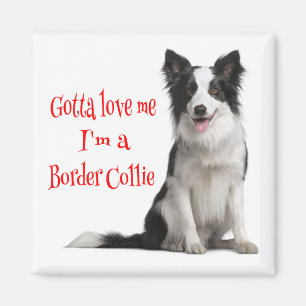 Aimant Aimer Bordure noire et blanche Collie Chiot Rouge