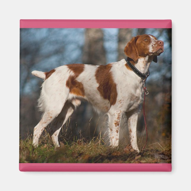 Aimant Aimer chiot Brittany Spaniel (Devant)